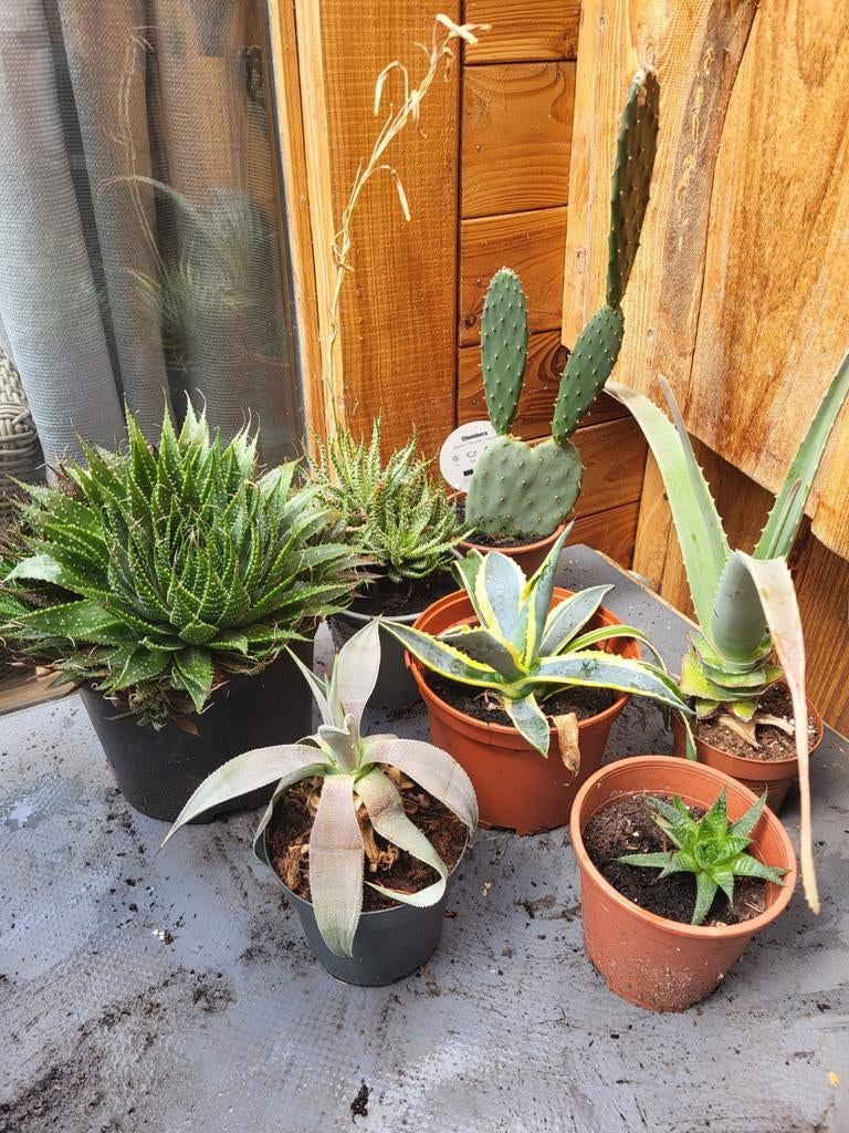 7 vetplanten (succulenten ), Ophalen, Overige soorten, Volle zon