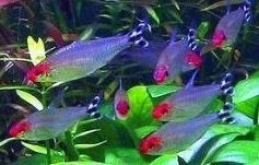 Roodkopzalm, Dieren en Toebehoren, Vissen | Aquariumvissen, Vis, Zoetwatervis