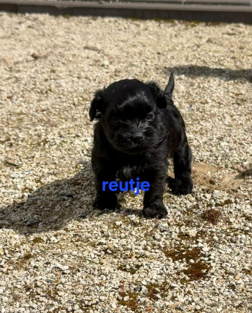 Nog 1 zwarte boomer pup, Parvo, 8 tot 15 weken, Meerdere, Nederland
