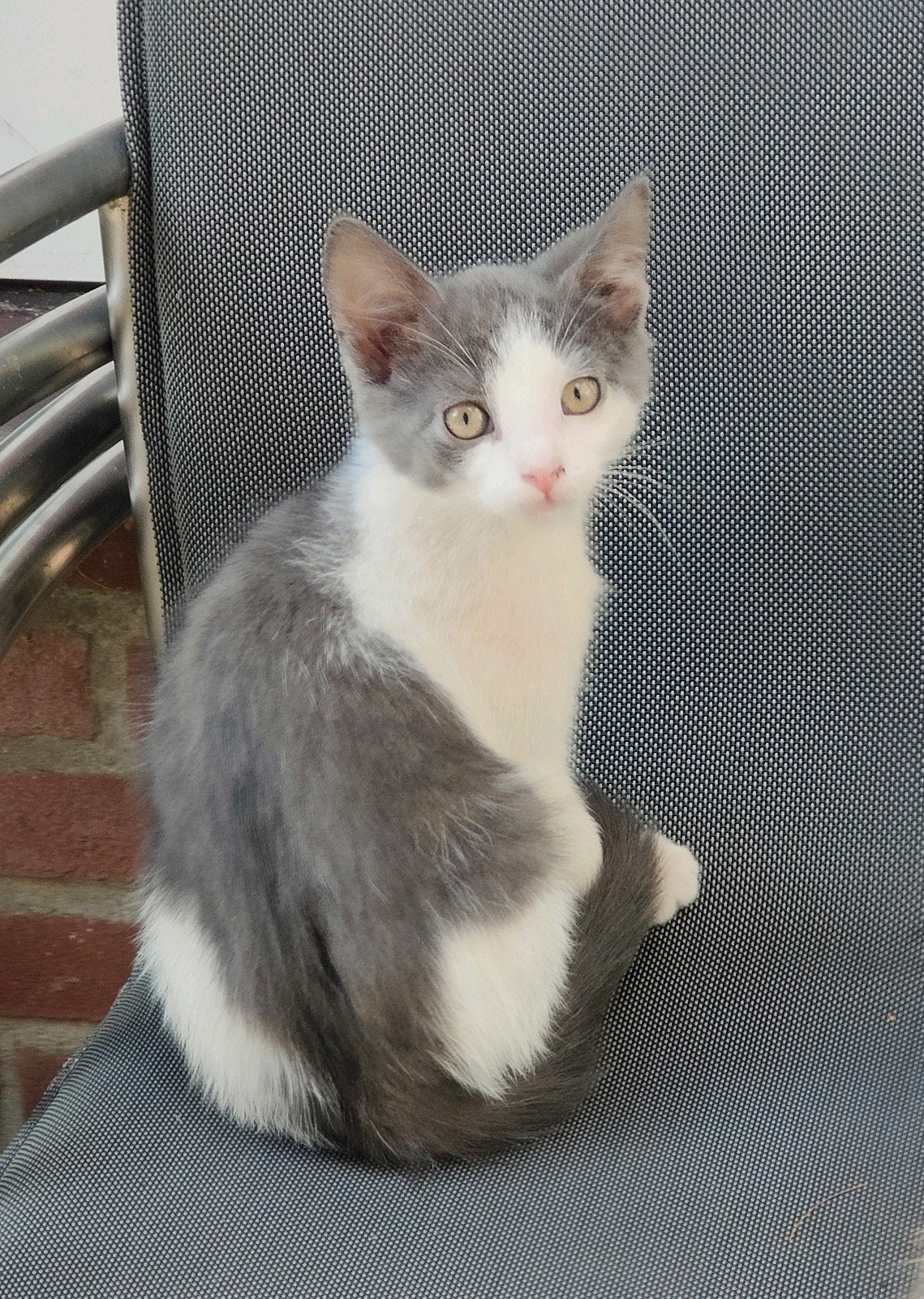 Super leuke kittens, Meerdere dieren