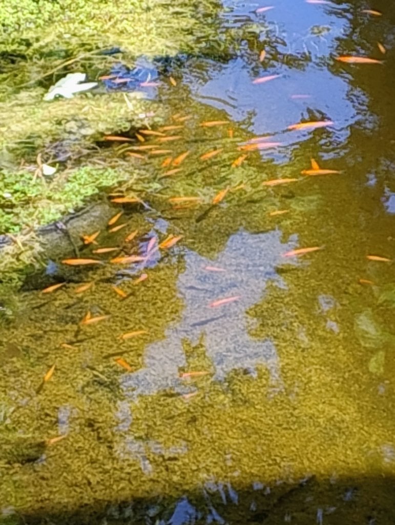 goudvoorntjes, Tuin en Terras, Vijvers, Ophalen