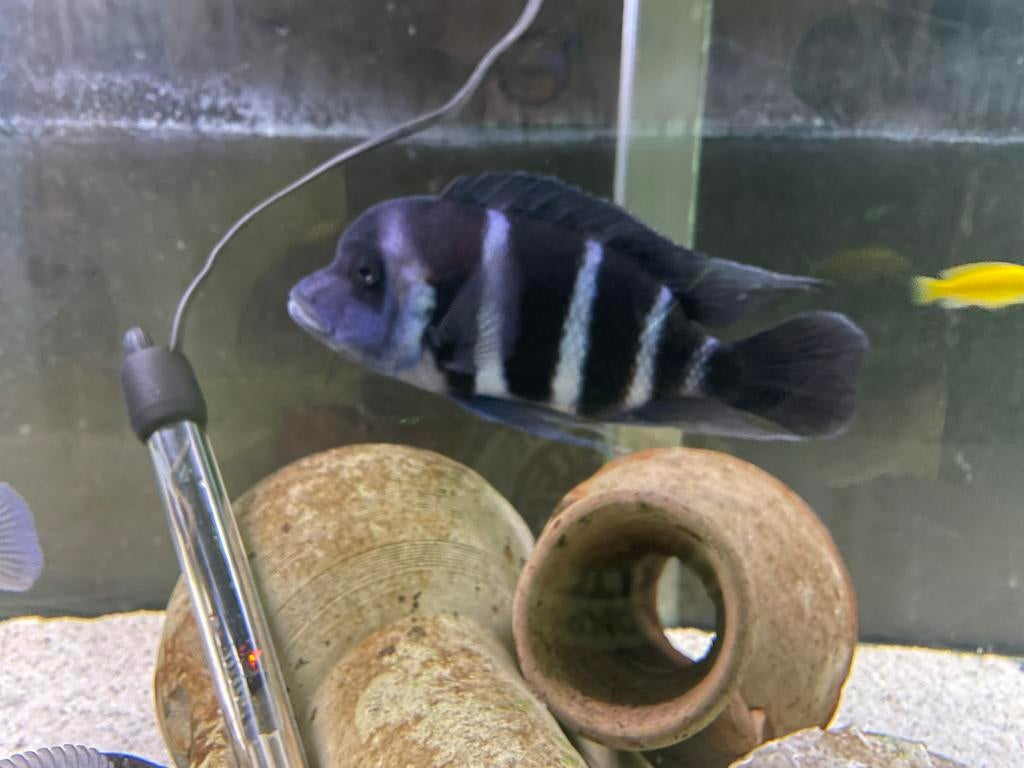 Frontosa Blue Zaïre Moba, Dieren en Toebehoren, Vissen | Aquariumvissen