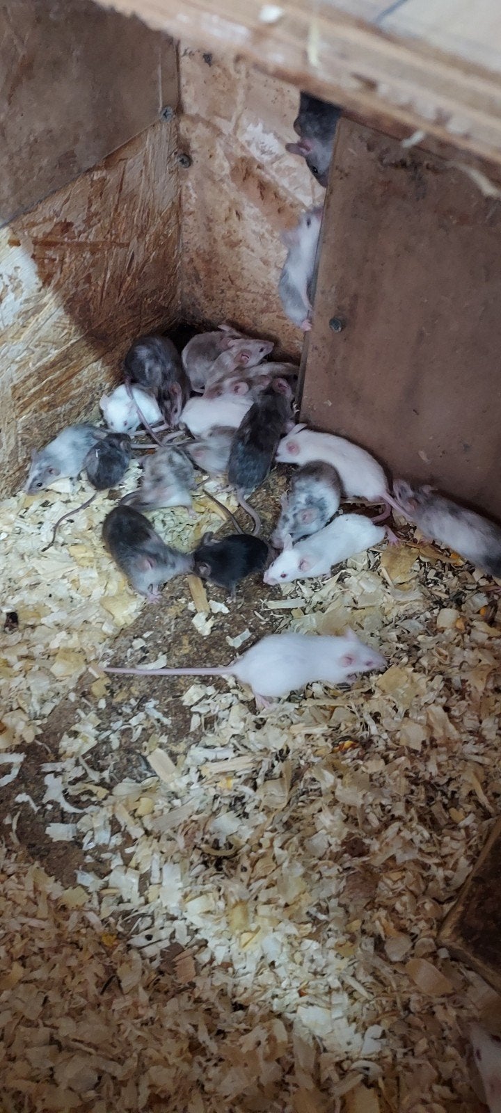 Muizen, April, Meerdere dieren, Muis