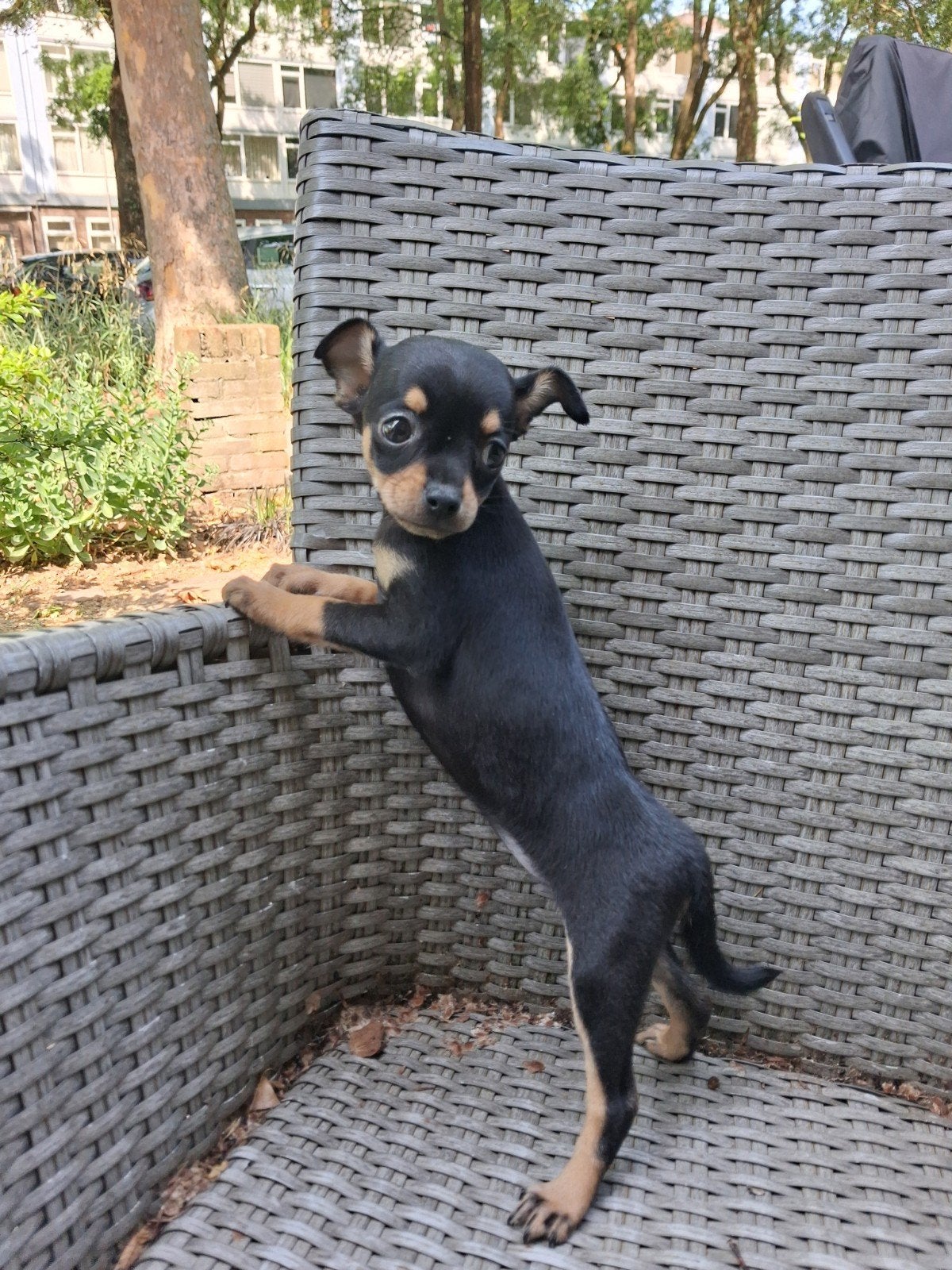 Mooie pups Black tan en blue merle, Dieren en Toebehoren, Honden | Chihuahua's en Gezelschapshonden, 8 tot 15 weken, Meerdere