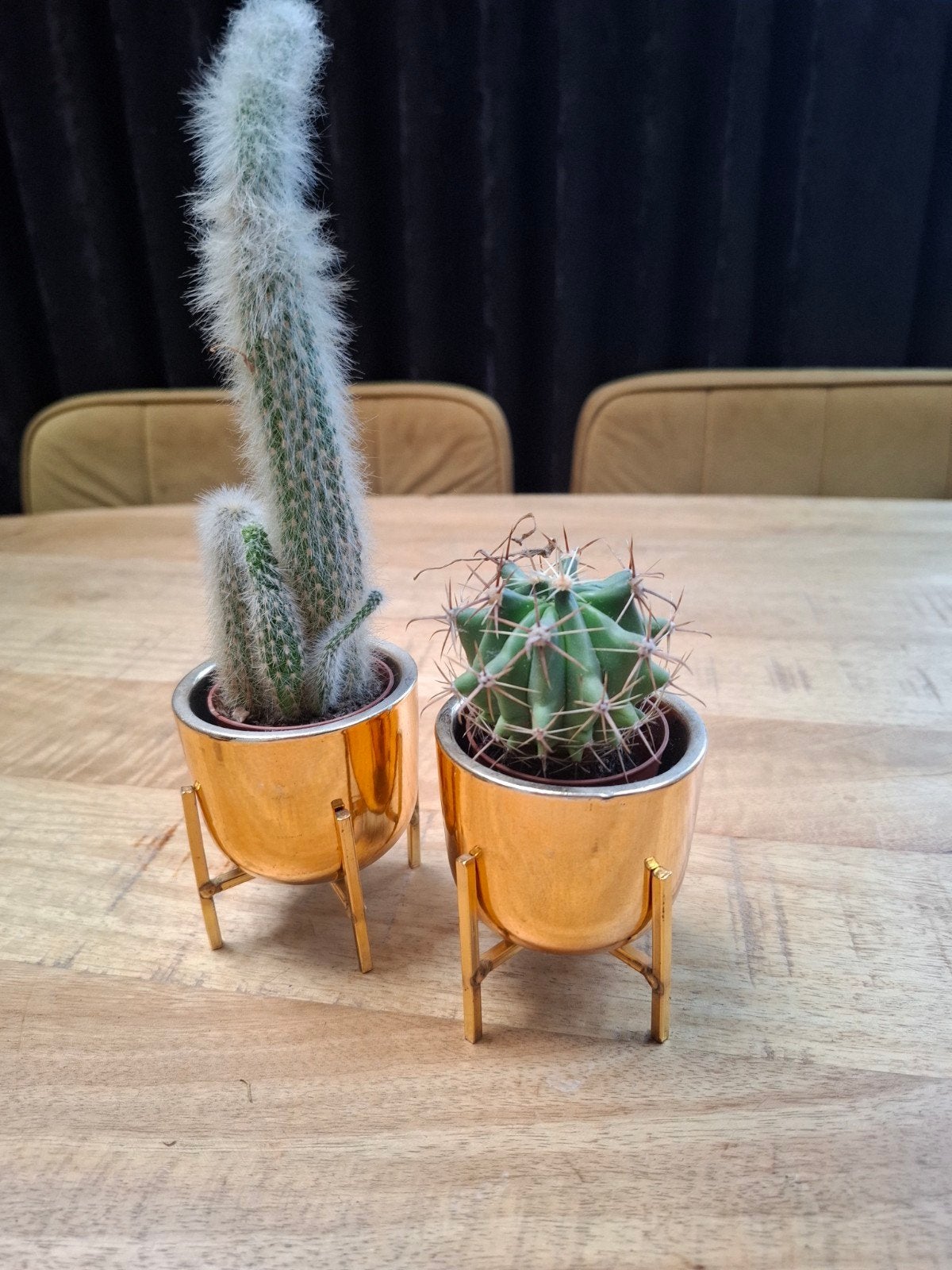 Twee kleine cactussen in gouden potjes van 6 cm hoog, Ophalen