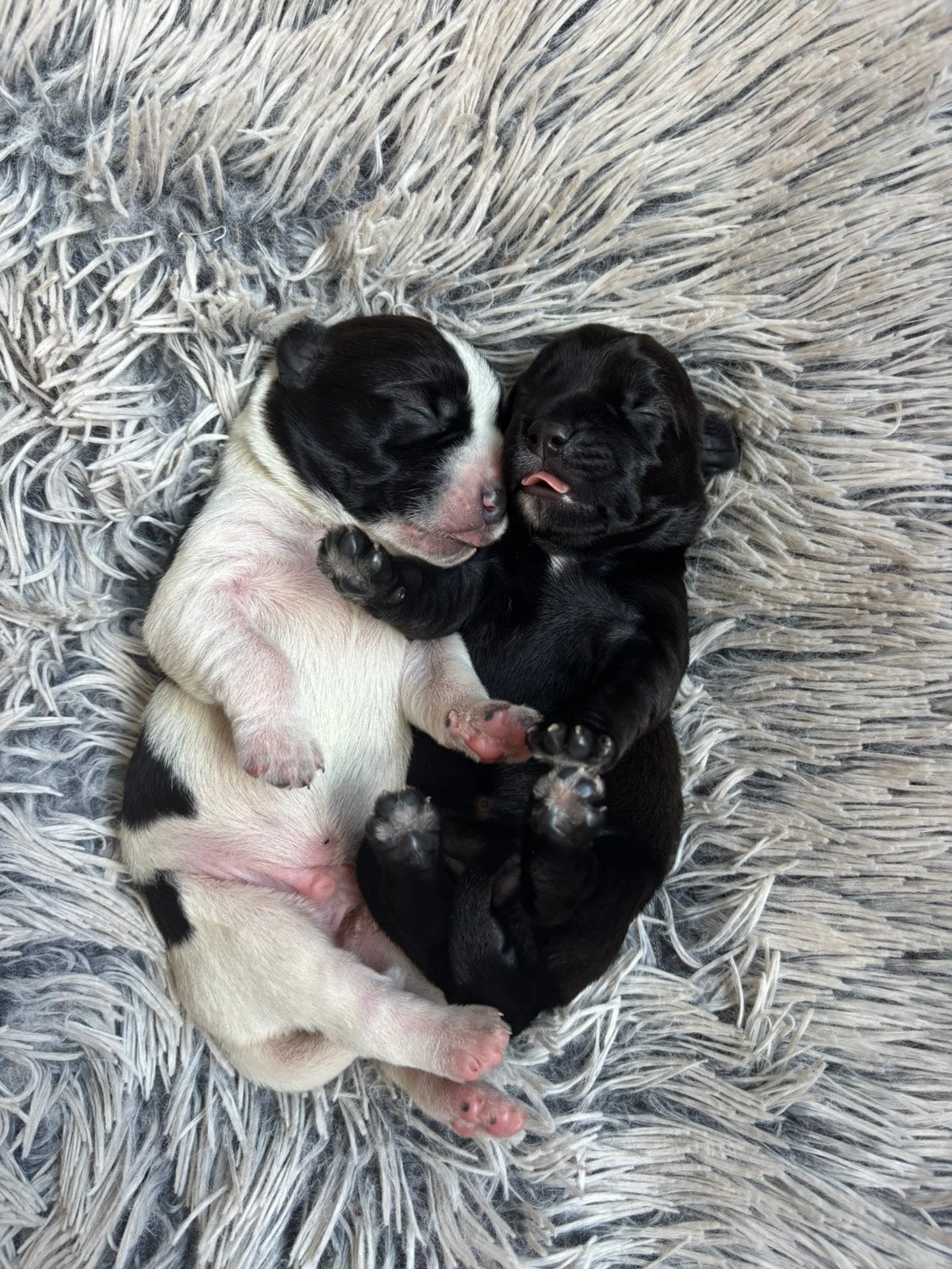 Schapendoes/Smous pups, Dieren en Toebehoren, Parvo, Overige rassen, 8 tot 15 weken, Meerdere