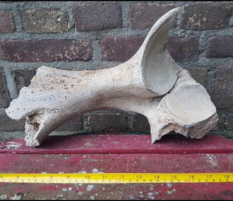 Mammoet bot / botten groot mammuthus pleistoceen wolharig

W, Verzamelen, Ophalen of Verzenden, Fossiel