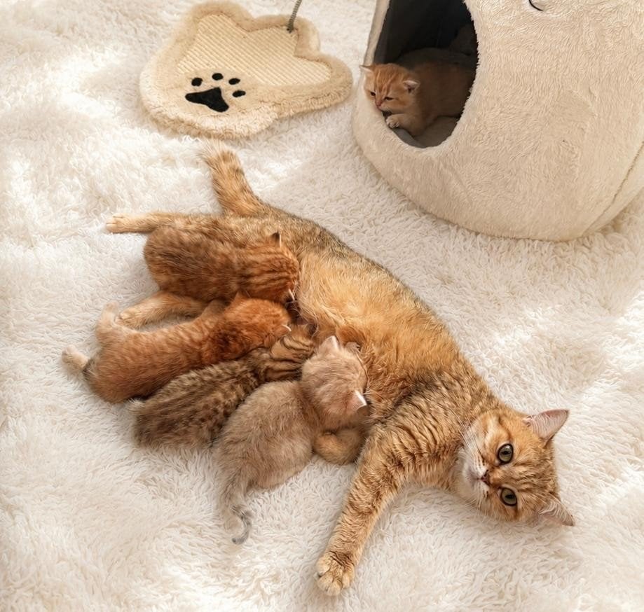 Britse korthaar kittens, 0 tot 2 jaar