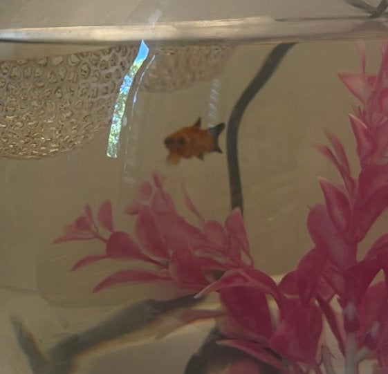Platy, Dieren en Toebehoren, Ophalen, Zo goed als nieuw