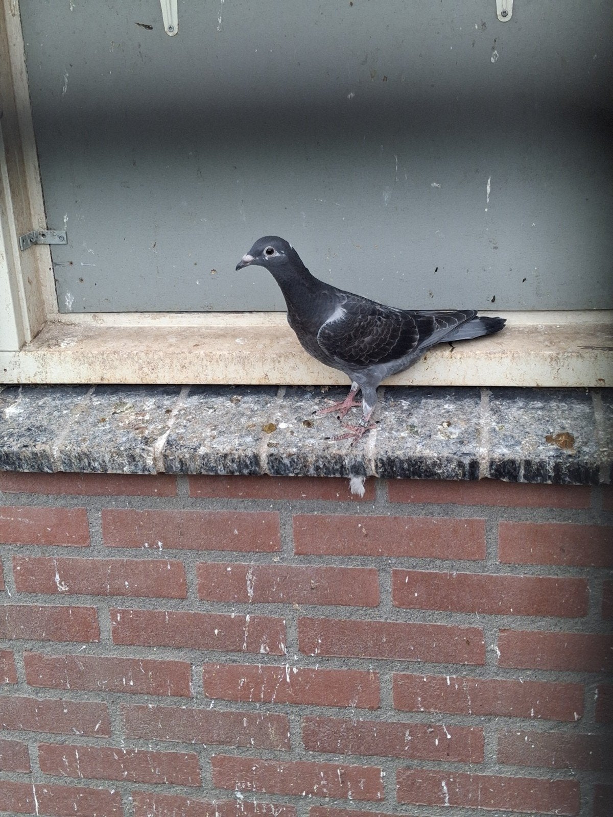 jonge postduif