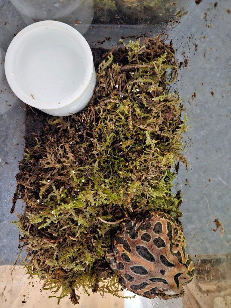Ceratophrys cranwelli Hoornkikker Frog photo 6