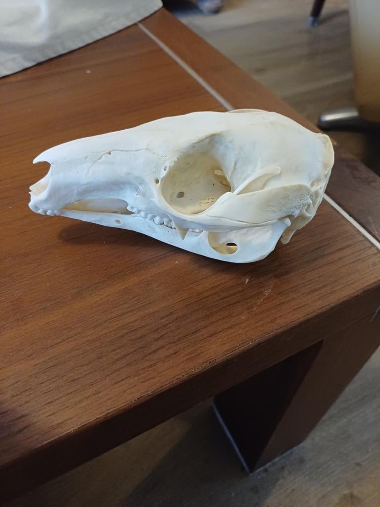 Schedel Walibi., Verzamelen, Ophalen of Verzenden, Gebruikt, Wild dier, Overige typen