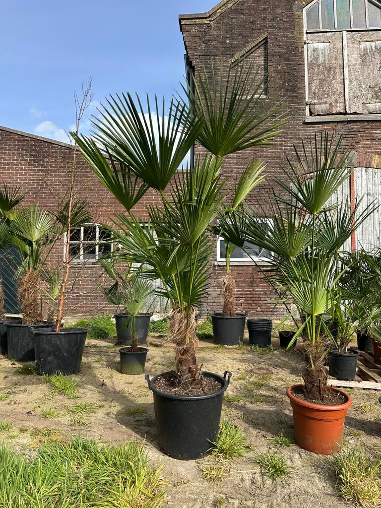 Extra grote palmboom Trachycarpus fortunei, Ophalen, Gehele jaar, Halfschaduw