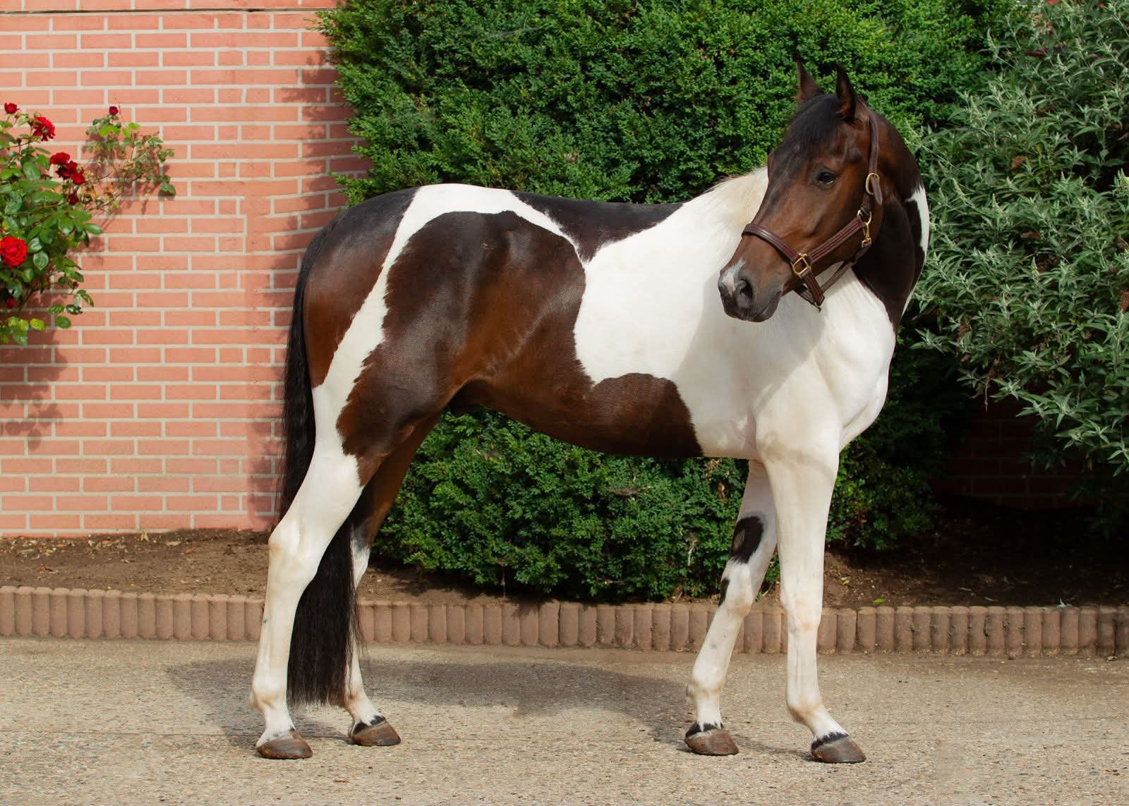 3 jarige ruin, Dieren en Toebehoren, Ruin, Recreatiepaard, 3 tot 6 jaar