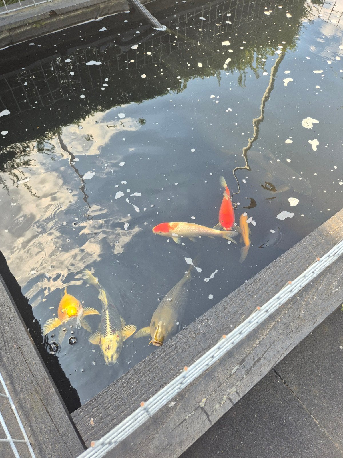 koi karpers, Dieren en Toebehoren, Vissen | Vijvervissen, Karper of Koi