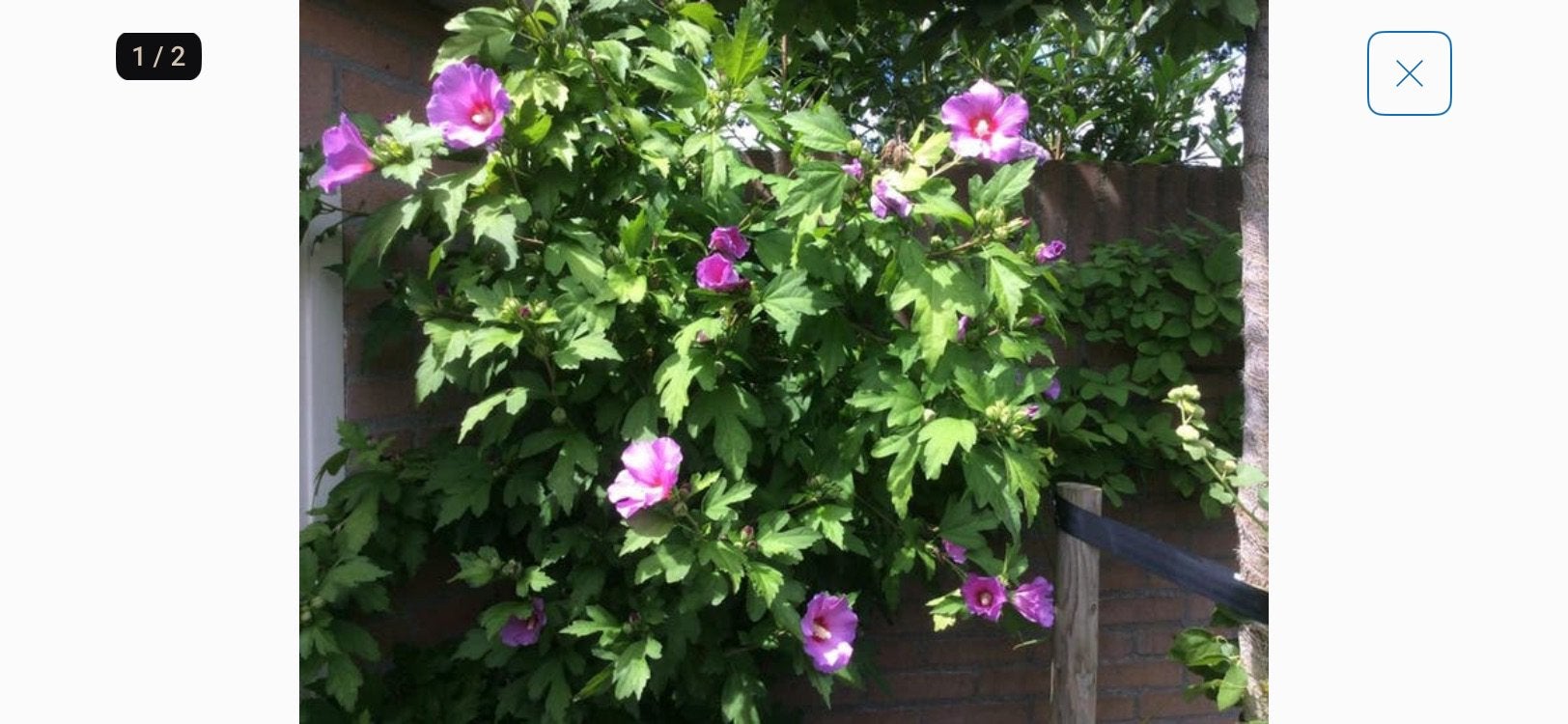 5 planten Chinese Roos HIBICUS, Ophalen of Verzenden, Overige soorten, Volle zon