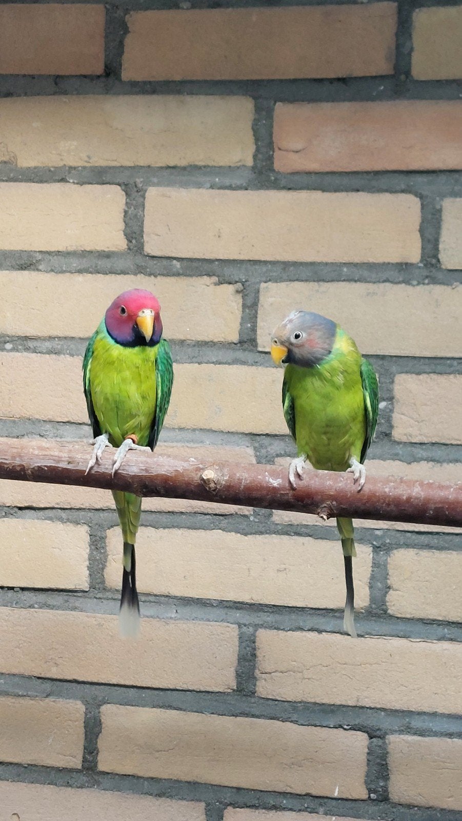 bewezen koppel pruimkop, Dieren en Toebehoren, Meerdere dieren, Parkiet