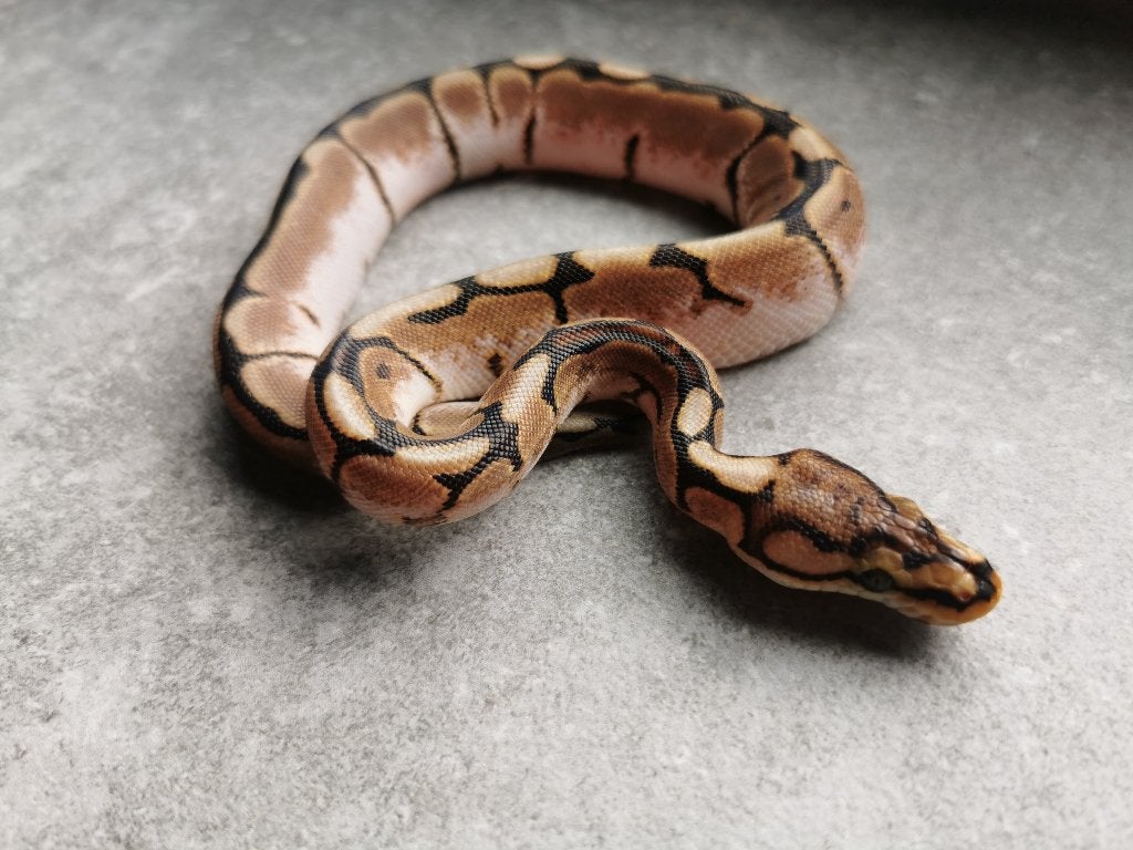 1.0 Spider (pos. het Piebald) Koningspython Ball Python photo 3