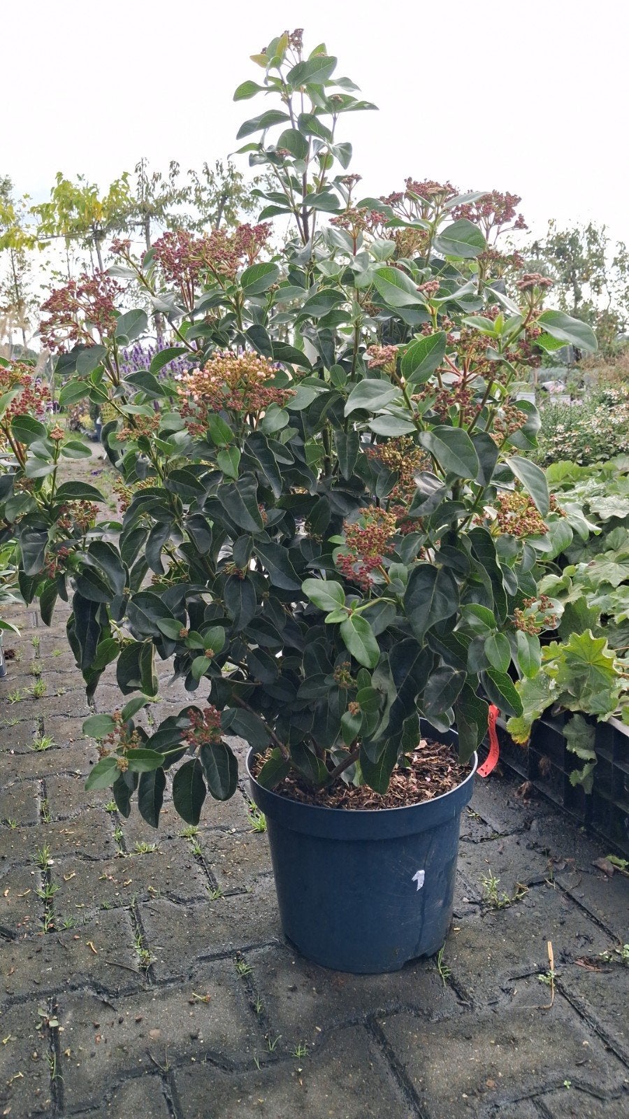 Viburnum tinus 'Lisa Rose' - Winterbloeiende Sneeuwbal, Ophalen of Verzenden, Overige soorten, Struik, Minder dan 100 cm