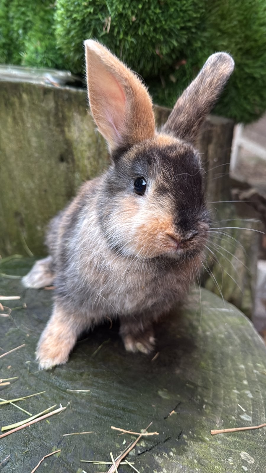 Half satijn kleurdwerg, Dieren en Toebehoren, Konijnen, Mannelijk, Dwerg