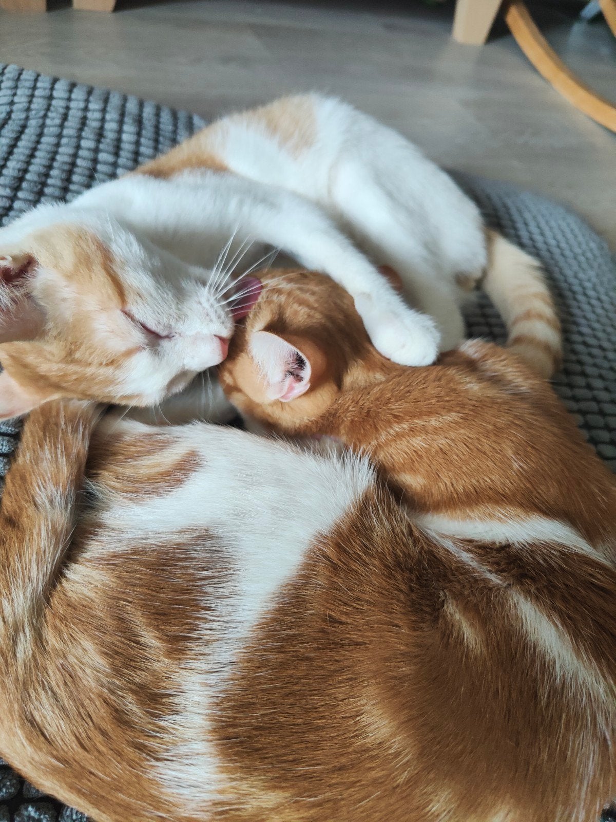 Kittens, geb. +/- 12/04/2026, Kater, Kortharig, 0 tot 2 jaar