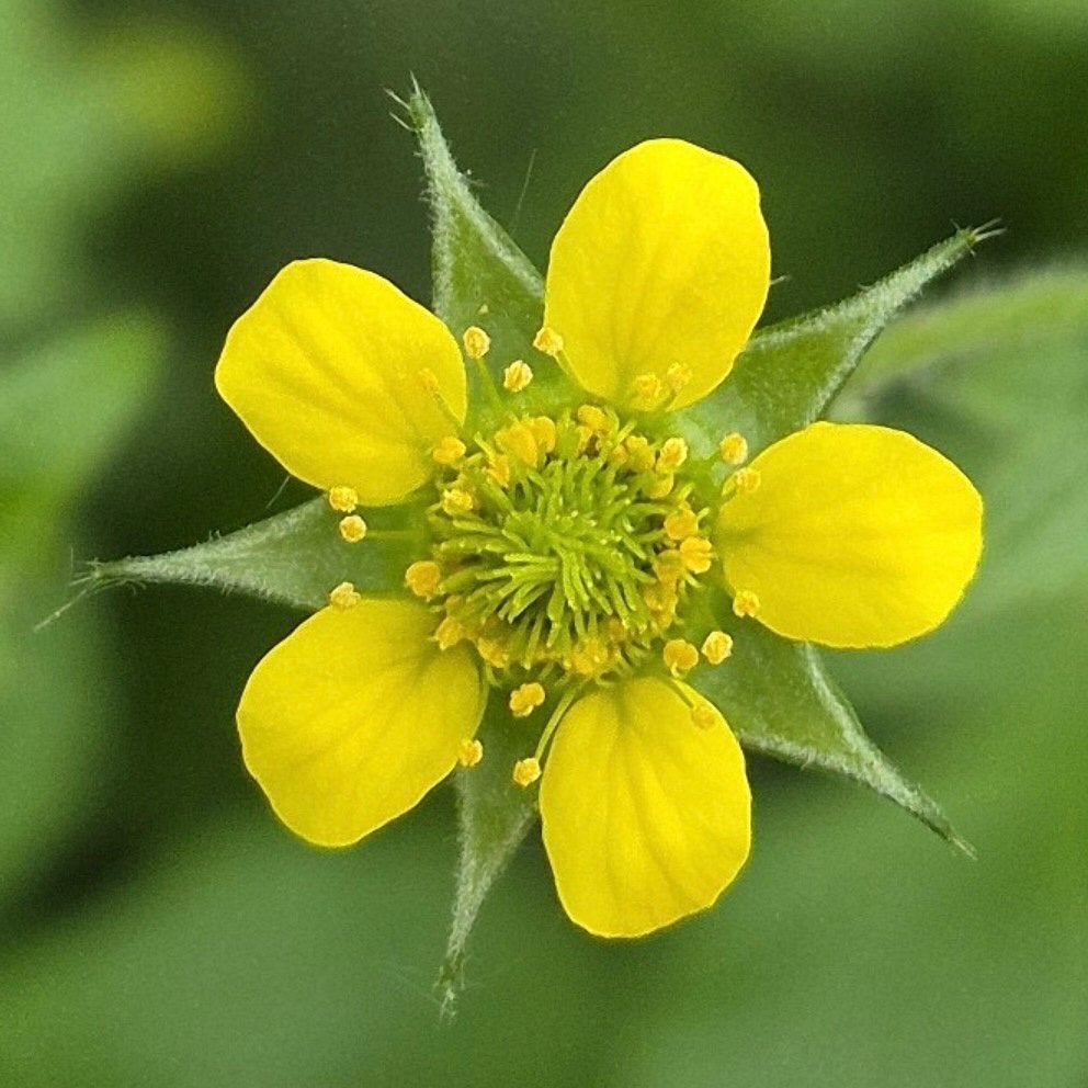 Zaden geel nagelkruid (Geum urbanum) - inheems, Tuin en Terras, Ophalen of Verzenden, Najaar, Halfschaduw, Zaad
