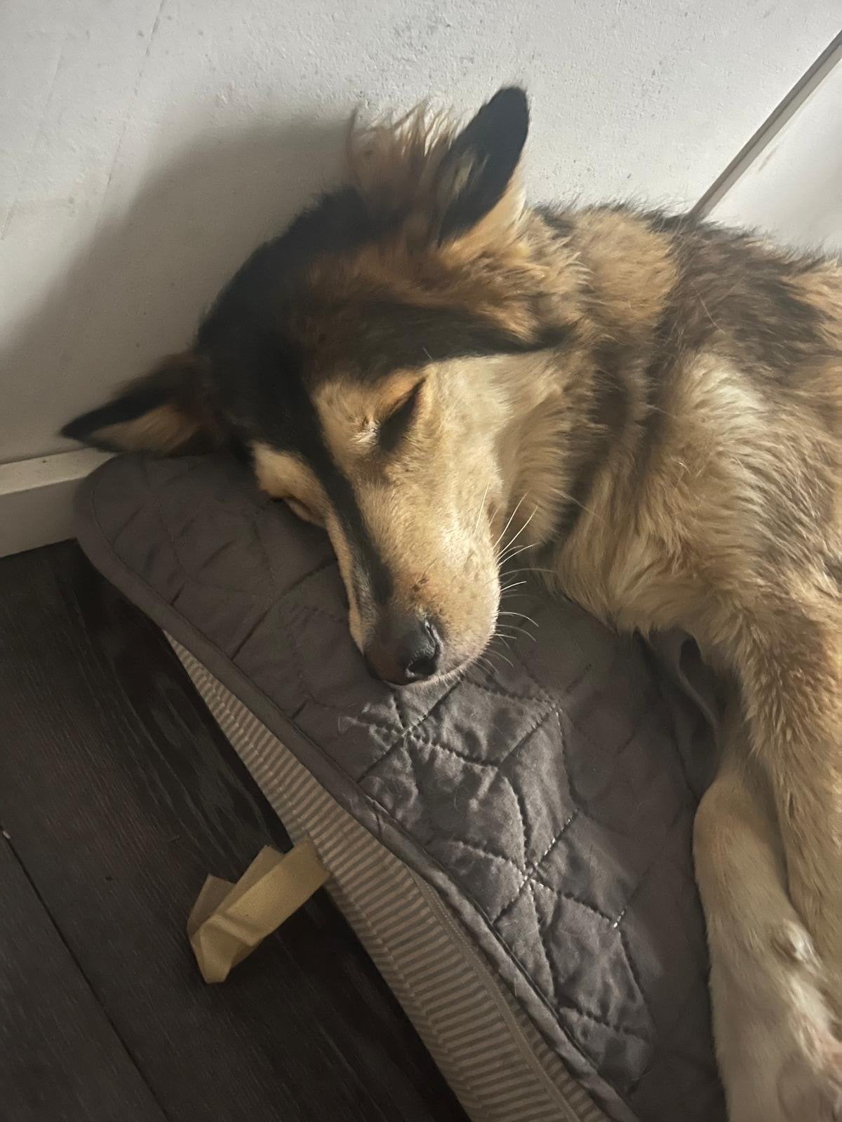 Nieuw thuis gezocht voor Astor & Kyra!, 6 jaar of ouder, Parvo, Meerdere, Meerdere dieren