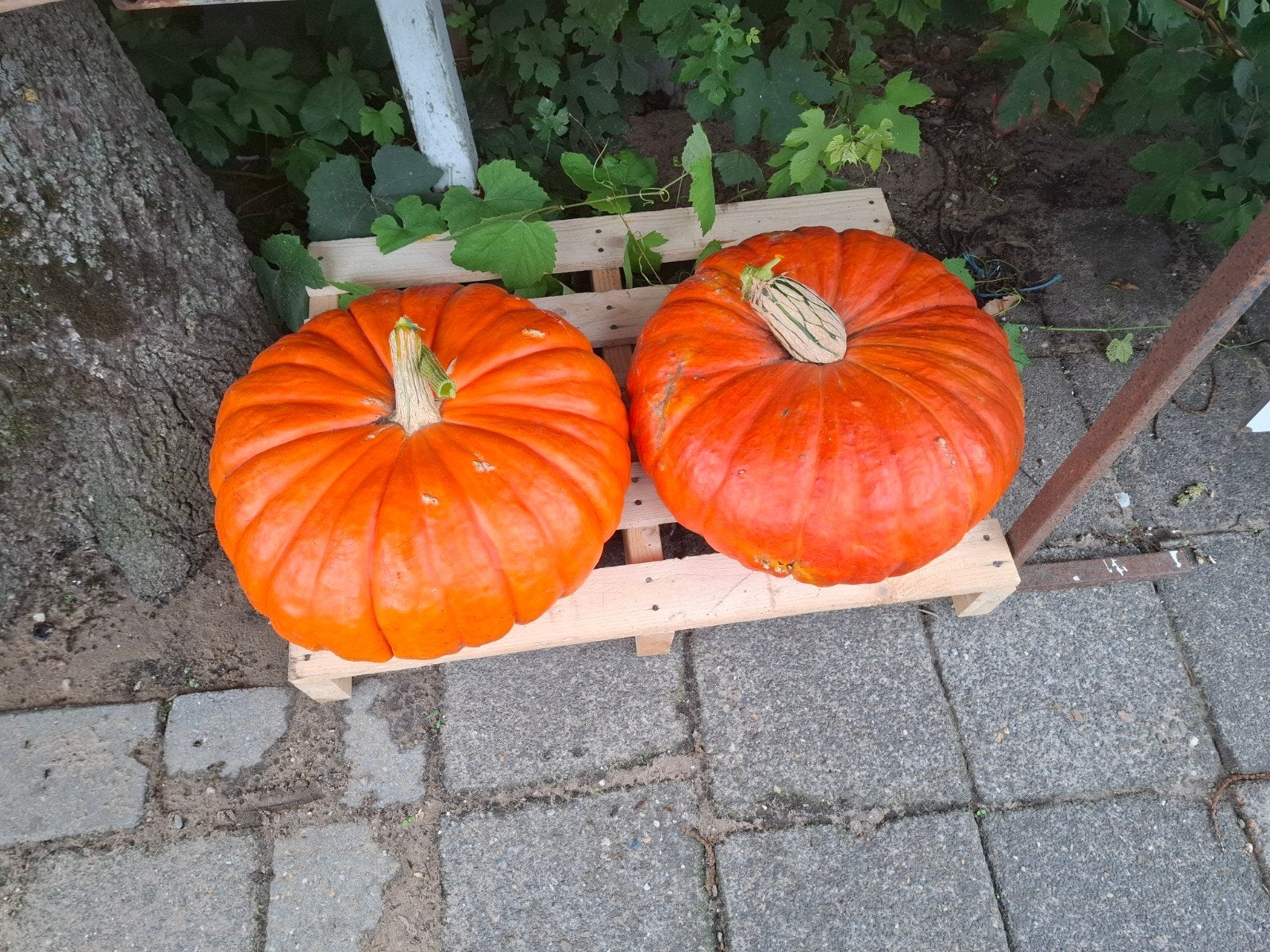 Halloween pompoenen en sierpompoenen in Vinkel, Ophalen, Volle zon, Groenteplanten, Eenjarig