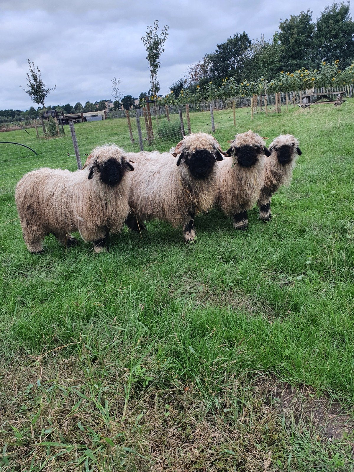 4 x Walliser Schwarznase lammeren (2 x Ram 2 x Ooi), Meerdere dieren, Schaap, 0 tot 2 jaar