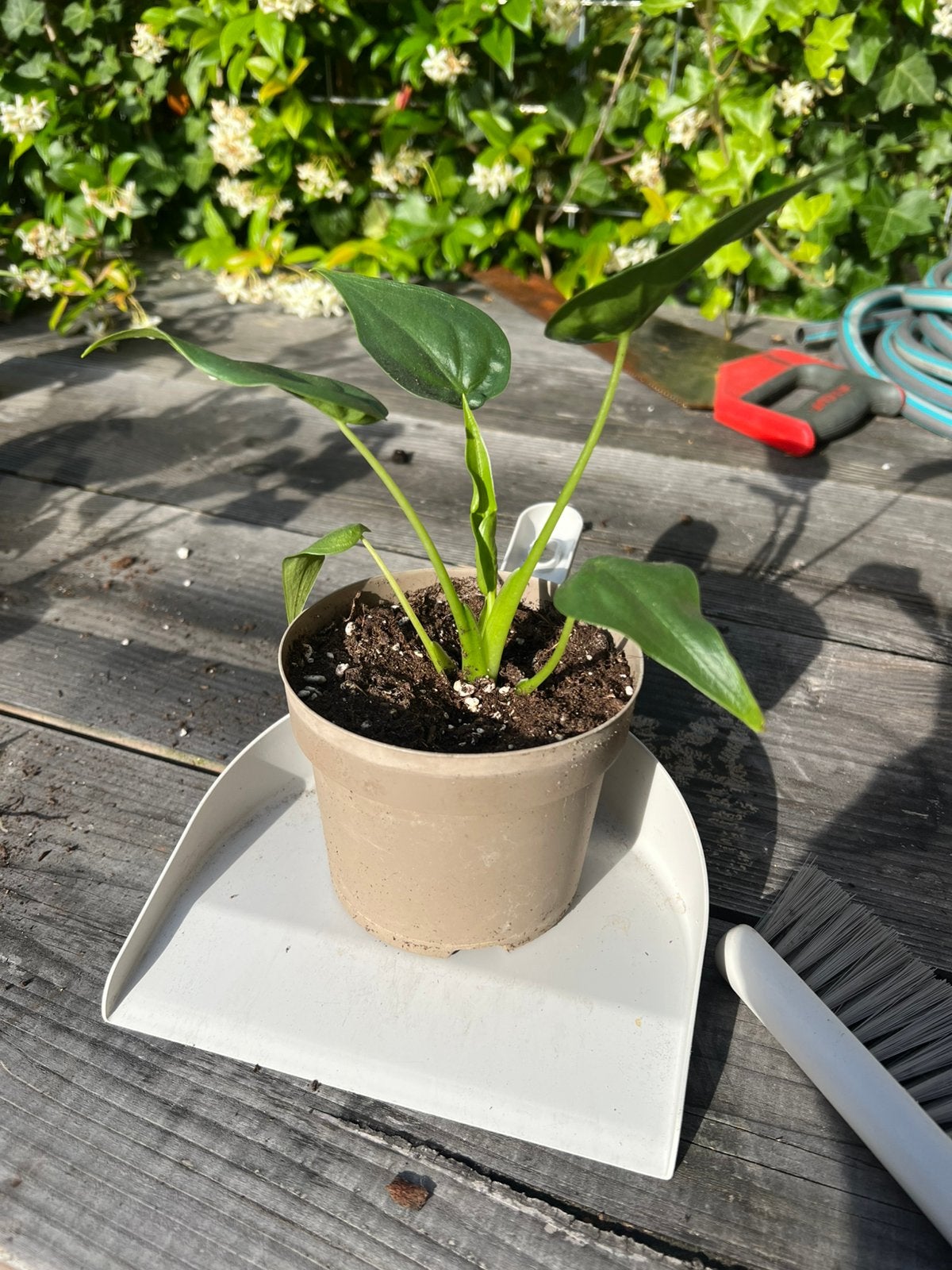 Alocasia - grote stek, Huis en Inrichting, Kamerplanten, Ophalen, Halfschaduw, Minder dan 100 cm
