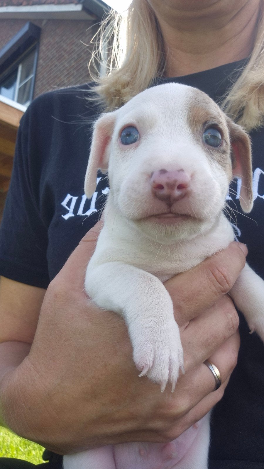 Jack russel pups, 8 tot 15 weken, Meerdere, Nederland, Particulier