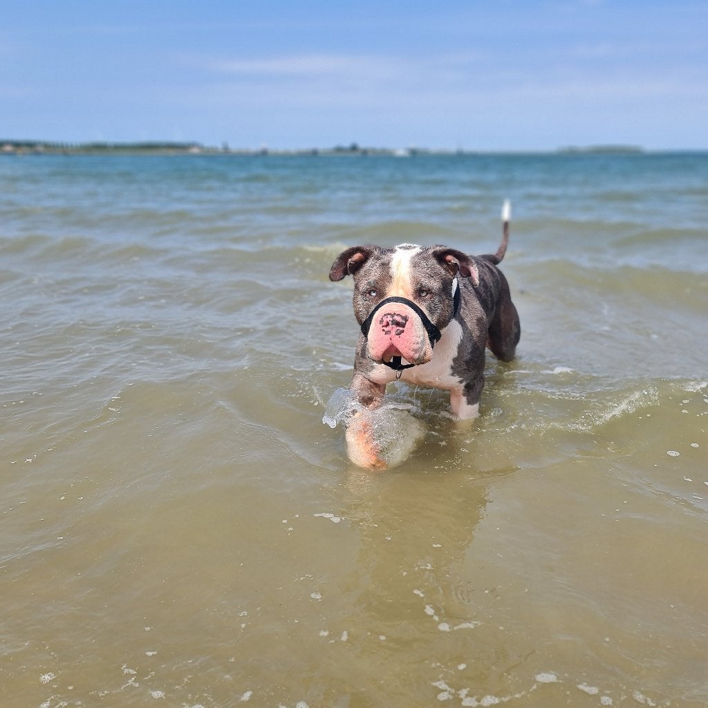 bully xl, Eén hond, 3 tot 5 jaar, Nederland, Particulier