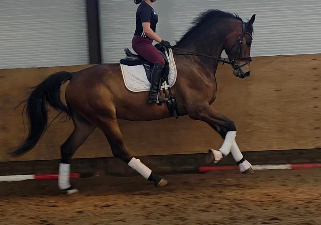 Stoere 5 jr ruin, Dieren en Toebehoren, Paarden, Met stamboom, Ruin, Dressuurpaard, 3 tot 6 jaar