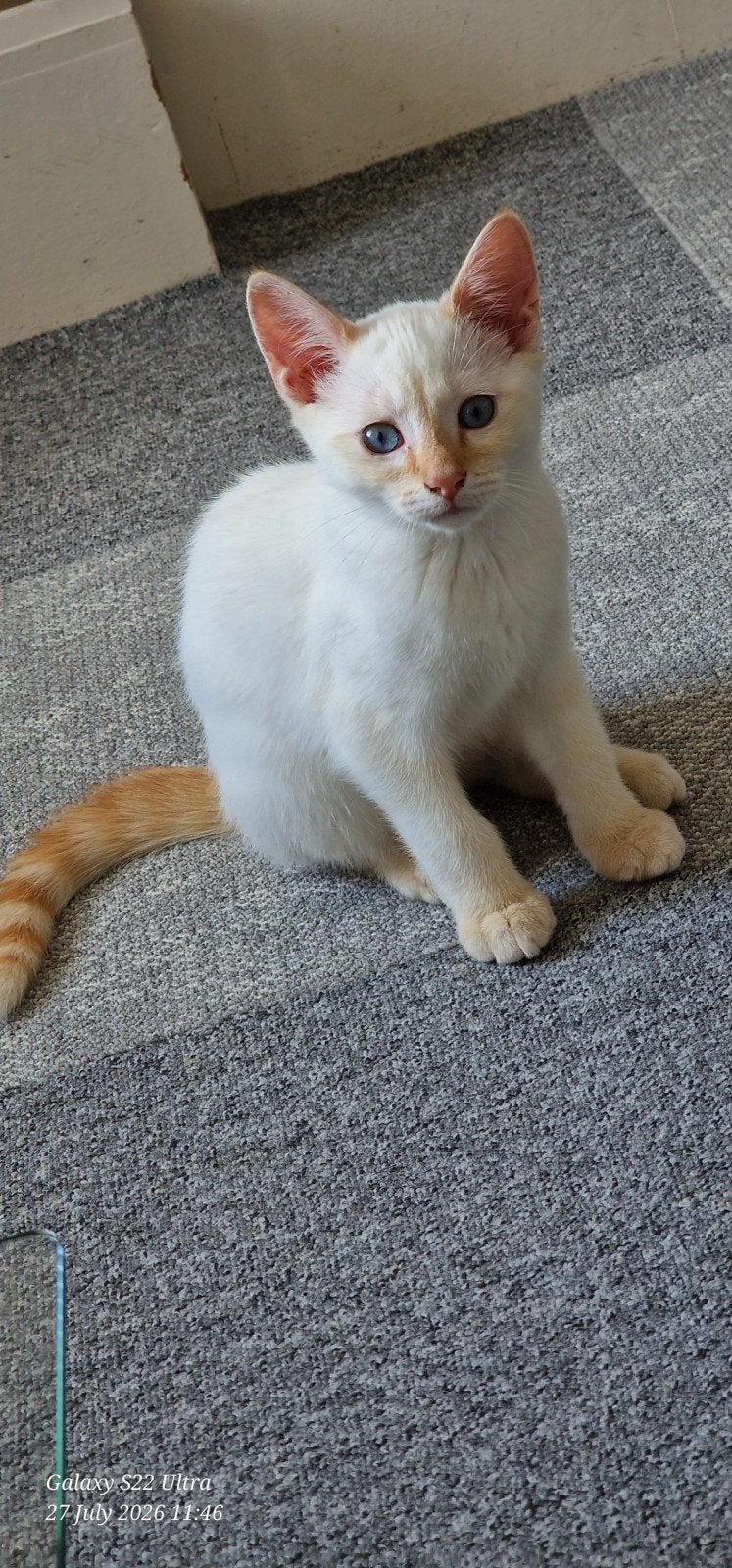 Kitten Ragdoll wit met blauwe ogen, Dieren en Toebehoren, Katten en Kittens | Raskatten | Korthaar, Kater, Ontwormd, 0 tot 2 jaar