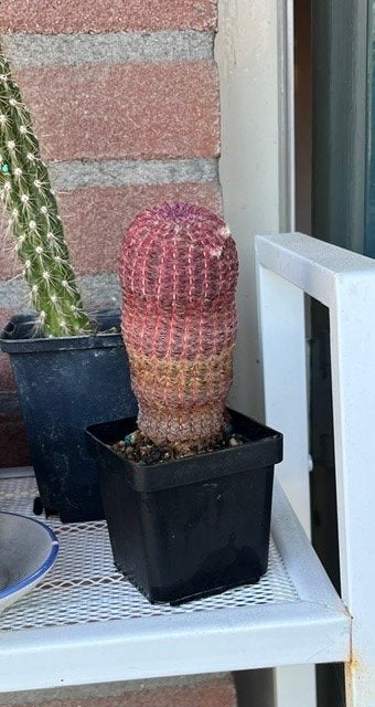 Cactus, Ophalen, Cactus, Volle zon, Minder dan 100 cm