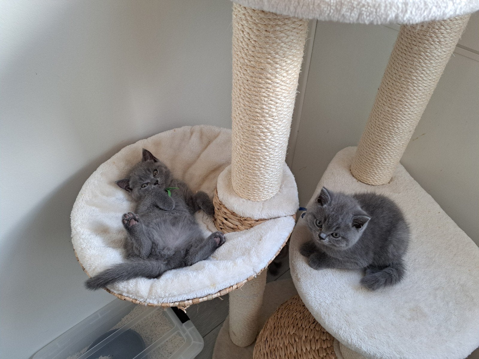 Super mooie britse korthaar kittens, mogen het nest verlaten, Dieren en Toebehoren, Meerdere dieren, Ontwormd