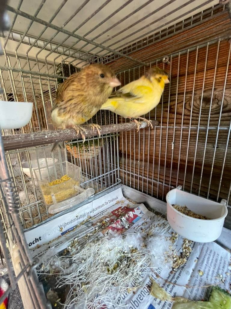 Mooi broedrijp divers koppels kanaries te koop, Dieren en Toebehoren, Meerdere dieren, Kleurkanarie