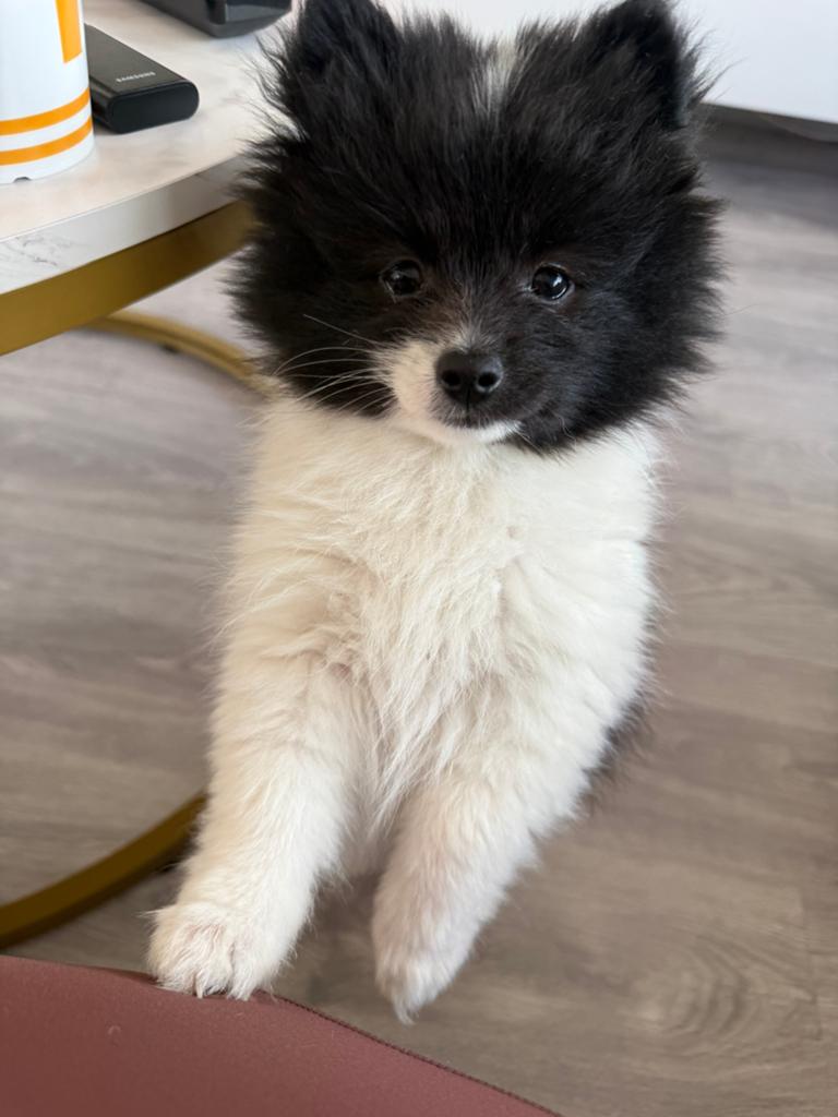 Pomeriaan pups, Dieren en Toebehoren, HCC (leverziekte), Overige rassen, 8 tot 15 weken, Meerdere