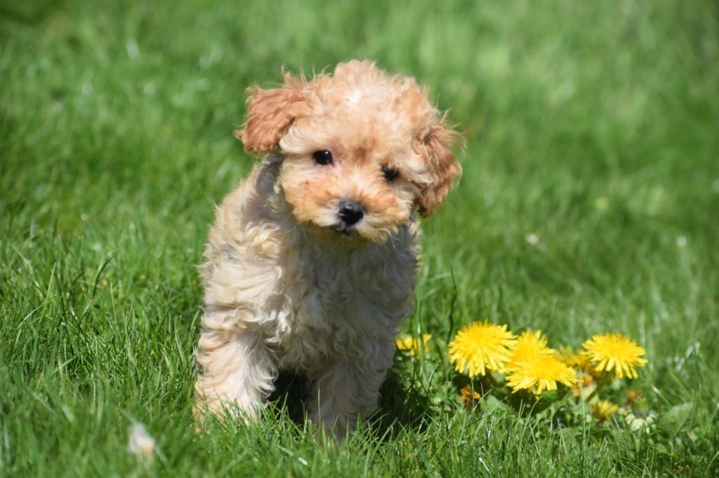 Poedel pups keuze uit 3 jonge nestjes, Poedel, 15 weken tot 1 jaar, Buitenland, Parvo