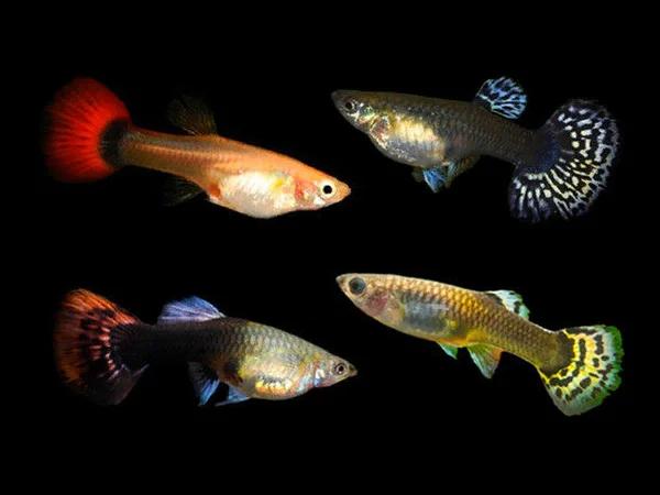 Poecilia Reticulatus (F) - Guppy Vrouw Mix, Vis, Zoetwatervis