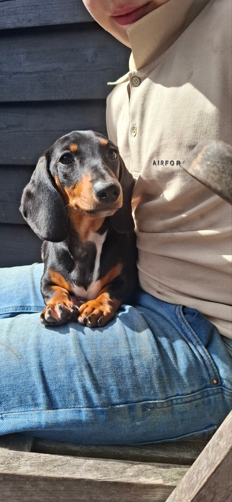 prachtige stamboom pups op komst, Dieren en Toebehoren, 8 tot 15 weken, Korthaar, Dwerg, Meerdere