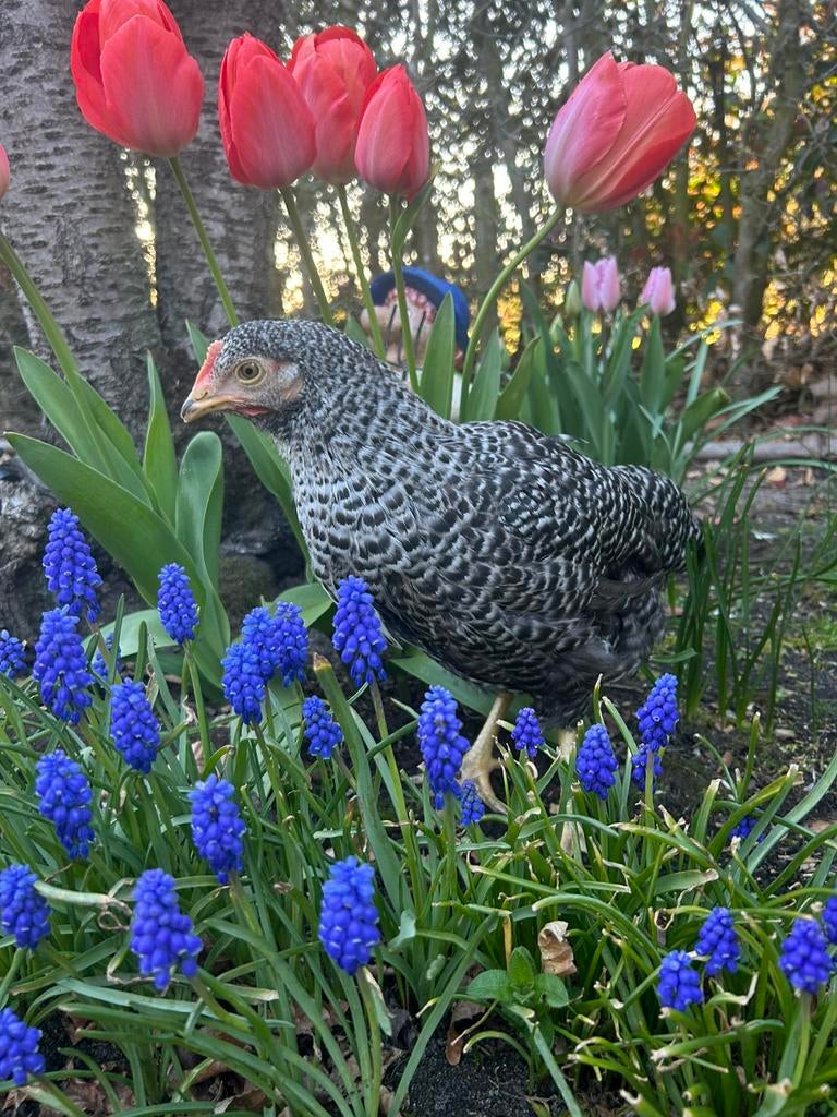 Mechelse koekkoek legkippen, Dieren en Toebehoren, Pluimvee, Kip, Vrouwelijk
