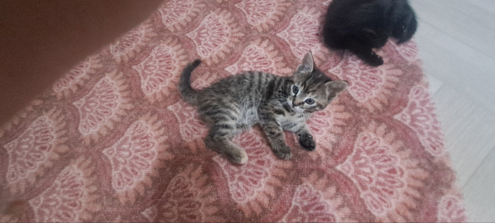 Kittens, Dieren en Toebehoren, Meerdere dieren, 0 tot 2 jaar