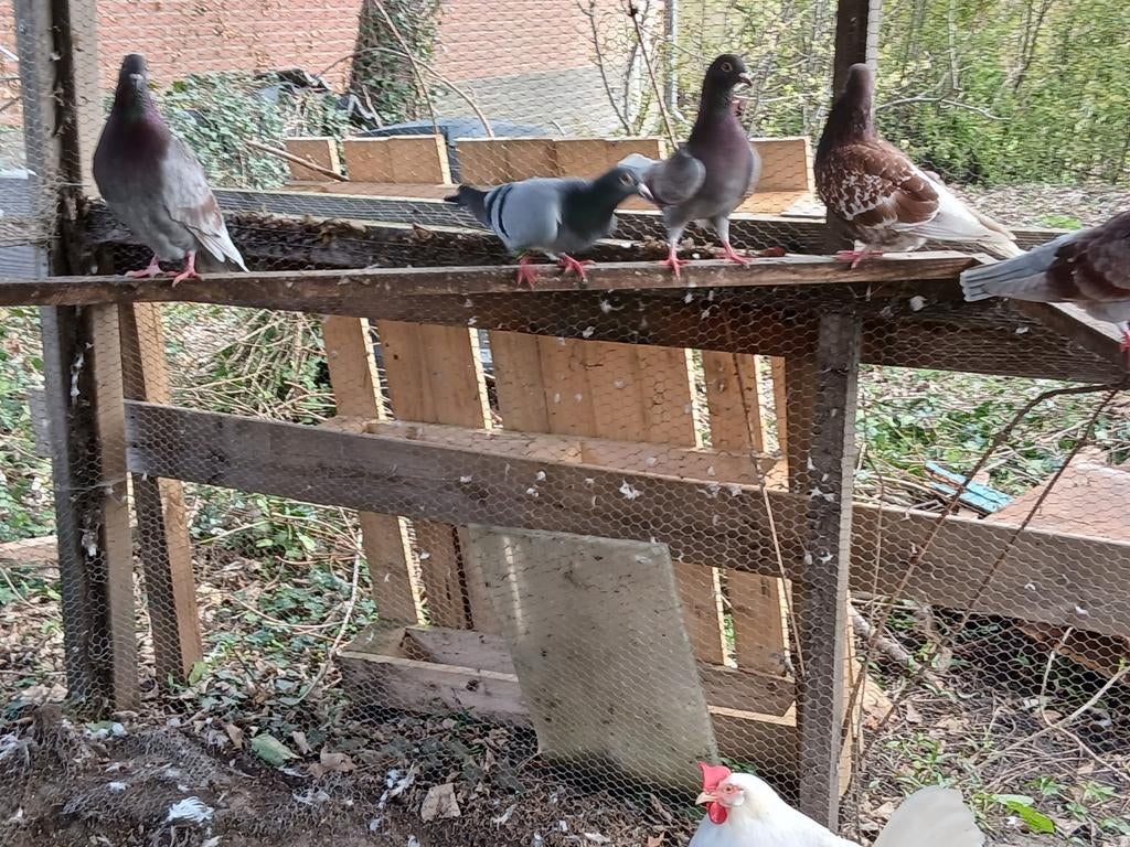 Duiven, Dieren en Toebehoren, Meerdere dieren, Overige soorten