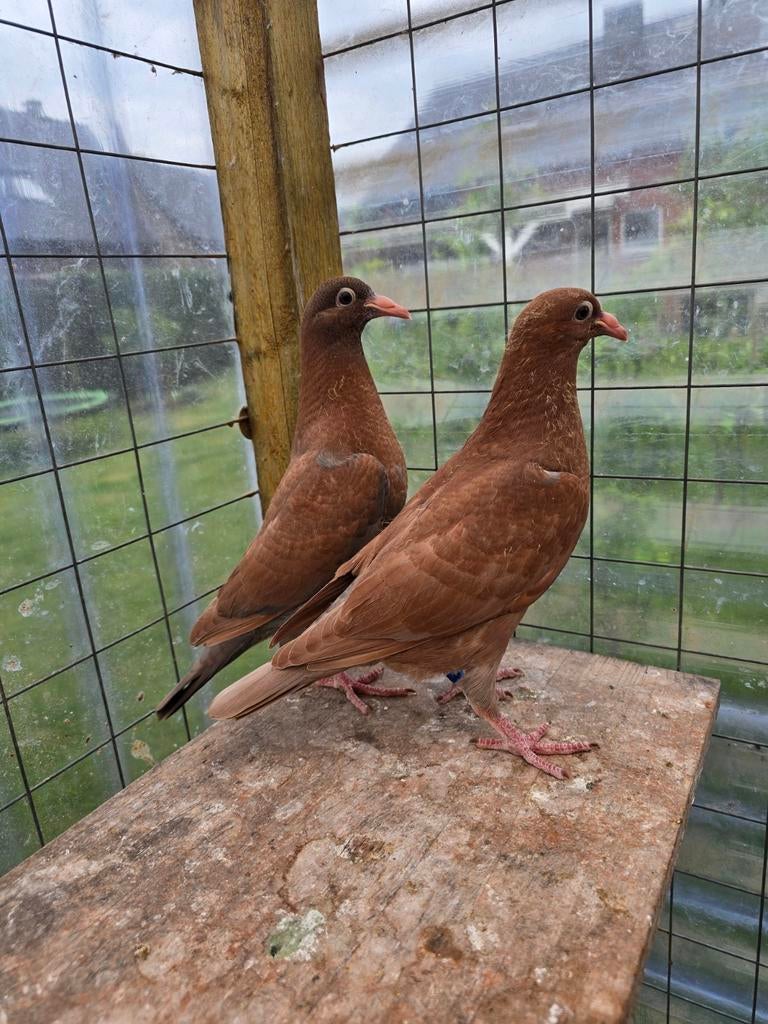 Postduiven duiven te koop, Dieren en Toebehoren, Vogels | Duiven, Meerdere dieren, Postduif