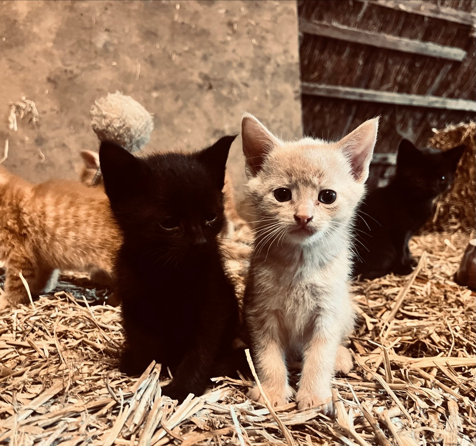 Super lieve boerderij kittens te koop!, Meerdere dieren