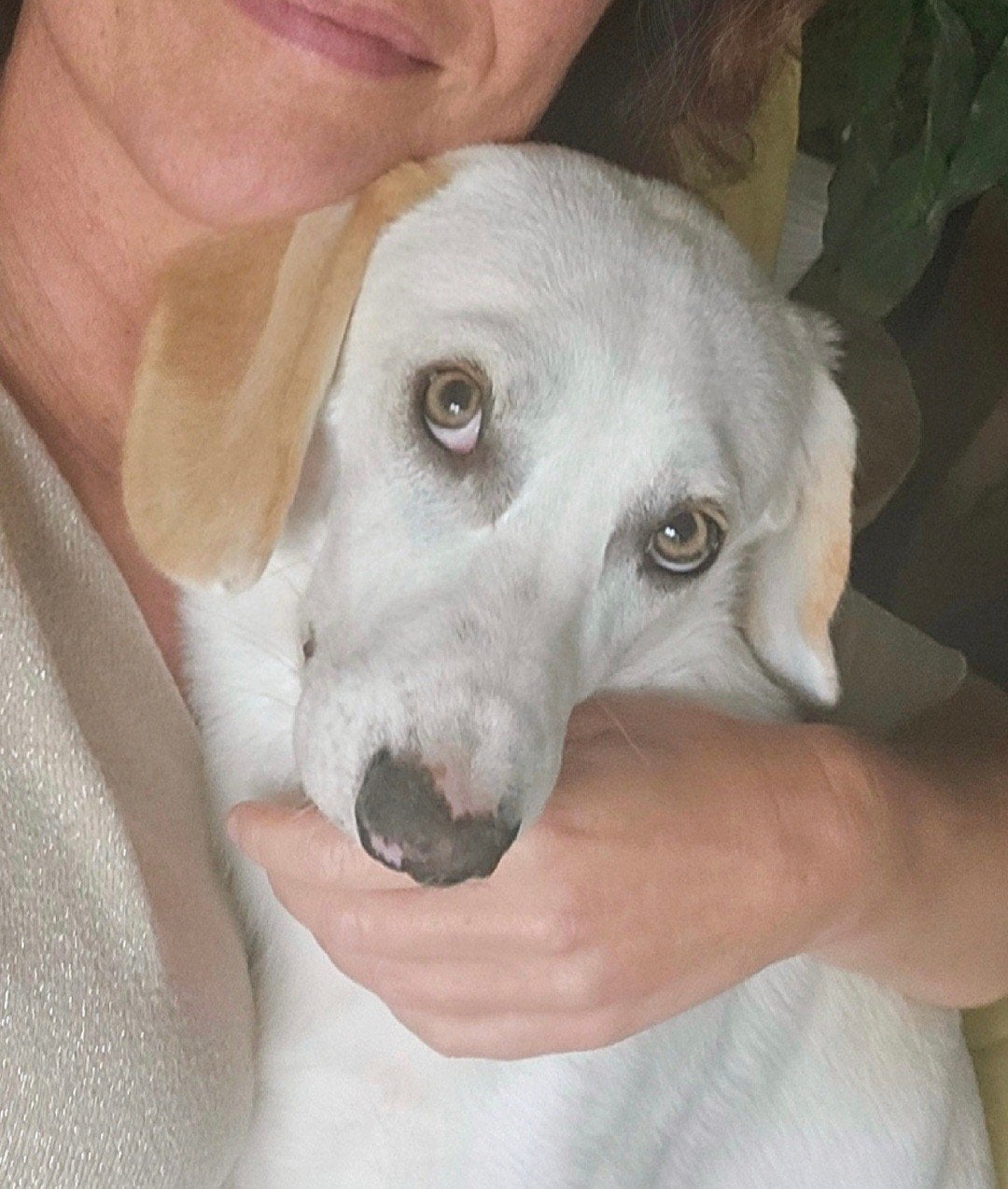 'Bink' kleine middelmaat 1,5 jaar Beagle mix, Dieren en Toebehoren, Particulier, Reu, 1 tot 2 jaar, Buitenland