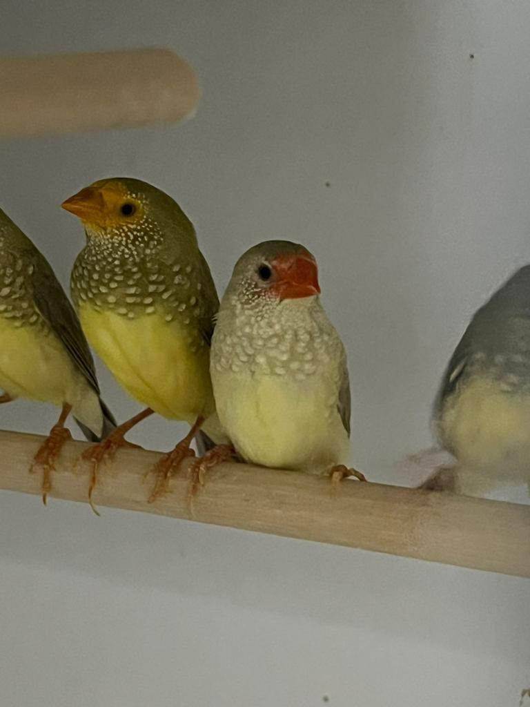 Gevraagd tropen en sijzen voor de export, Meerdere dieren, Tropenvogel, Geringd
