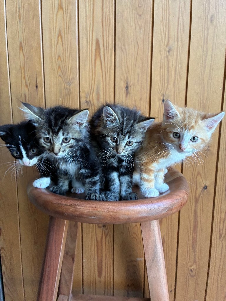 9 super mooie, lieve en aanhankelijke kittens te koop, Meerdere dieren, 0 tot 2 jaar