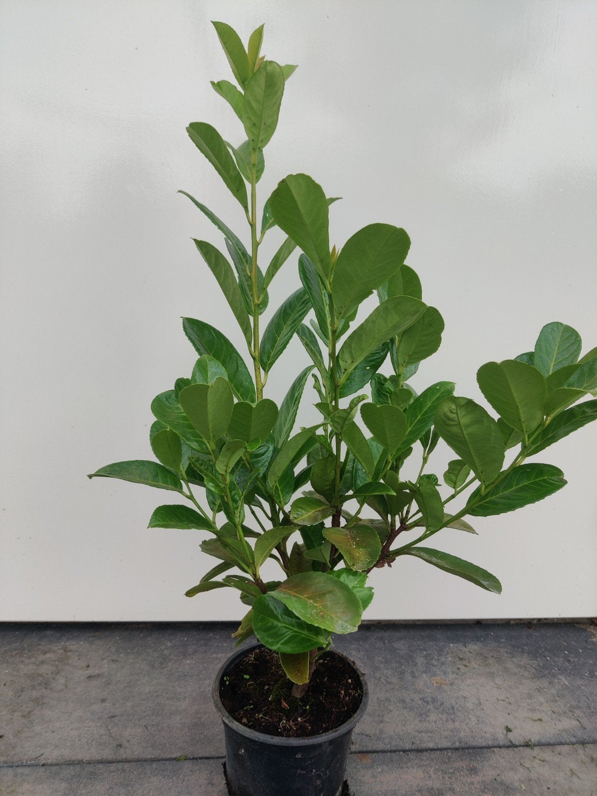 Laurier Prunus Rotundifolia in pot 40-60cm, Tuin en Terras, Planten | Struiken en Hagen, Ophalen of Verzenden, Laurier, 100 tot 250 cm